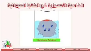 الصف الحادي عشرالمسار العلمي الأحياء  النقل السلبي والنقل النشط 4 الخاصية الاسموزية هي انتشار الماء