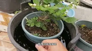 养“茉莉花”其实很简单，一招开花8个月