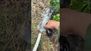C&acirc;y trồng #kythuatcaytrong #caytrong #nongnghiep