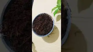 balsam rooting in water and planting cocopit #cuttingandplanting#youtubeshorts #propagation