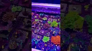 SPS Grow out #aquarium #fishtank #coralreef #acropora #reeflife #reef #saltwateraquarium #reeftank