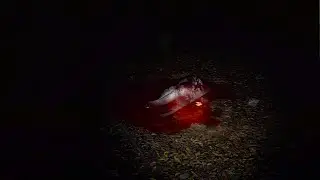 This Is Why You Don't Go Camping Alone..