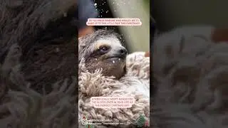 🦥Sloths for the Holidays!