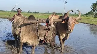 Bullock running race video in agriculture land | bullock framework | cow videos | Bullockcartloadin