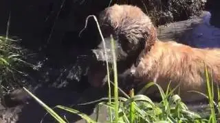 mud puppies 7637