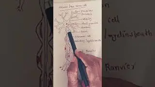 Neuron / The Nerve Cell Biology NEET