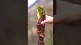 Big Japanese Toon Leaves Harvesting || Toona Sinensis Tree #satisfying #shorts