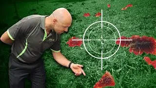 Dealing with Funnel Ants: Effective Treatments for Your Lawn