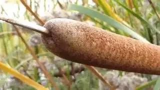 Greater Reedmace - Typha  - L&oacute;kefli - D&uacute;nkefli - Risastr&aacute; - Vatnastr&aacute; - Vatnapl&ouml;ntur