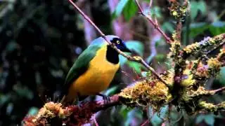 Green Jay (Inca)