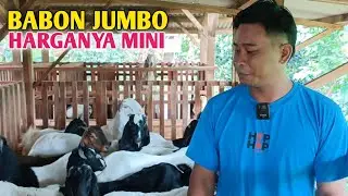 Harga Kambing Hari ini Di Kandang Waranggono Farm 