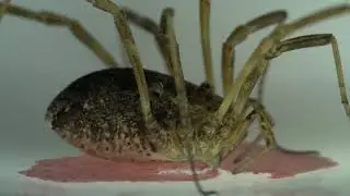 Phalangium