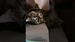 Lifespan of Cat🐈&zwj;⬛ #facts #youtubeshorts #trending #viral #shorts