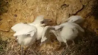 Cattle Egret - Koereigers - ( Juveniles )