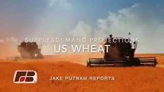Wheat projections
