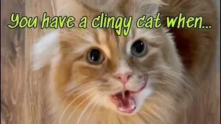 You have a clingy cat when…