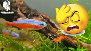 The WORST Aquarium Advice A Fish Keeper Could Give