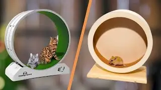 8 Top Small Animal Exercise Wheels on Amazon