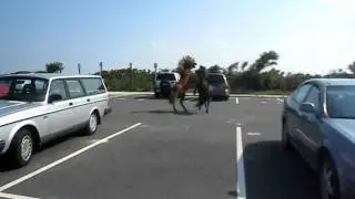 Wild stallions fight over mare