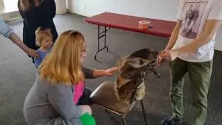 Meeting Steve the sloth and crossing off a bucket list item