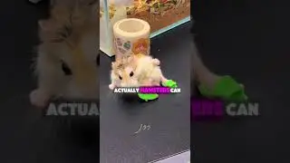 Почему хомяки вдруг так замирают?