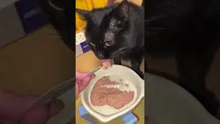 Sisters here s a must-have list for beginners in cat keeping As low as single digits it s