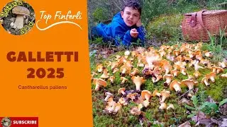 Funghi Galletti 2025 