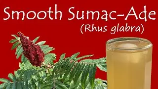Smooth Sumac-Ade 🥃 Tangy Summer Drink