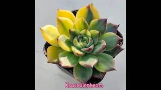 look at those colors! this is the Echeveria Fire Pillar variegated.
