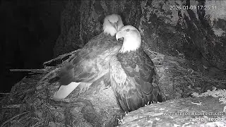 New Pair On The West End Nest (Powered By Explore.org)
