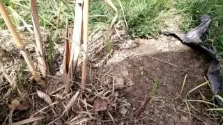 Quelques mots sur le miscanthus géant