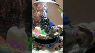 How I slowed my Biorb airflow down for my Betta.