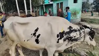 হাটের ফ্রিজিয়ান গাভী ⚠️ না জানলে বড় ক্ষতি | খামারীদের জন্য সতর্কতা