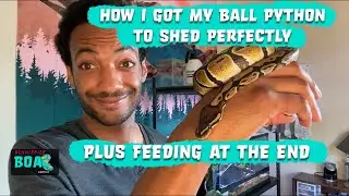 How I Got My Ball Python to Shed Perfectly + Feeding at the End!