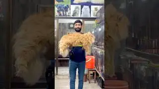 ￼Persian Cat || Extreme Punch Face || Extra Triple Coat || #viralvideo #fypシ゚viral 😻😻