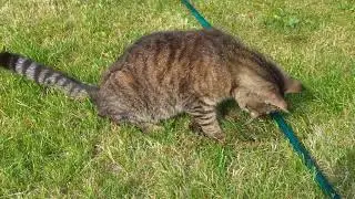 Felix p&aring; jagt efter farlig vandslange
