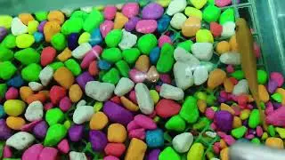 LATEST FISH STOCK TOUR! What's New at the Local Fish Store (LFS) | [Shop Name]