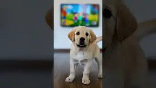 Saturday morning cartoons! #labradorpuppy #puppy #dog
