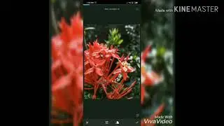 Gcam Tutorial on Redmi note 7 and Editing in Snapseed