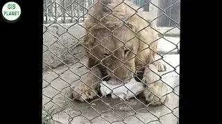 Lion don't like disturbance while eating | Safari Park lion Eating fresh Meat | GIS PLANET