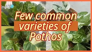 Few varieties of pothos (money plant ) || Money plant की कुछ varieties