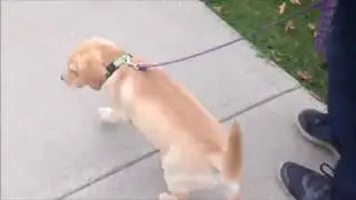 036BroD Bro D's First Walk Walks With Bro D Episode 1
