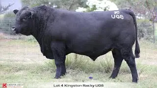 Lot 4 Kingston Rocky U08
