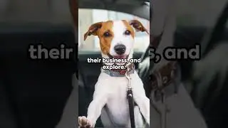 Pawsome Travel #doglover #petlover #dogmom #dogshorts #inspiring #travelwithpets #travel #cat #cats