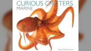 Curious Critters: Marine by David FitzSimmons