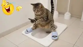 Funniest Cats and Dogs Videos 2026 😼🐶 Try Not To Laugh 😂 Hilarious animal moments 😂