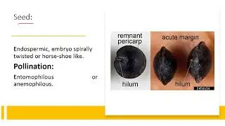 #Chenopodiaceae