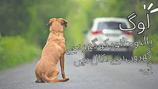 The Tragic Consequence of Economic Hardship: Abandoned Pets in Pakistan