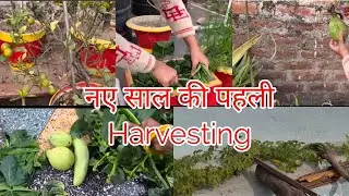 Naye saal ki pehli harvesting|Terrace garden winter Harvesting