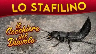 Lo Stafilino: il cocchiere del diavolo ► Puntata 233